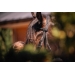 PL-Adagio Bridle - Black