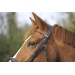 Bridle Point Sellier - Havana