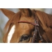 Point sellier hazelnut bridle Penelope-store