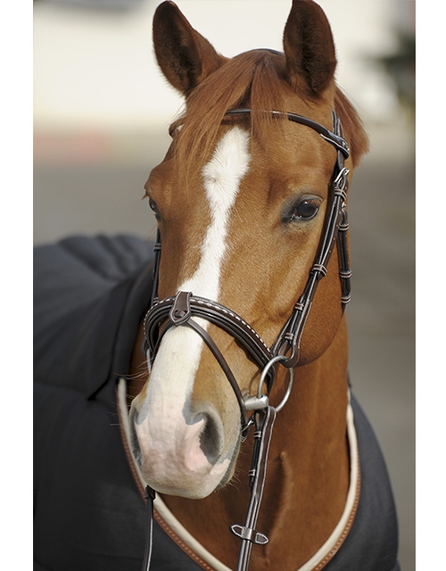 Bridle Point Sellier - Havana