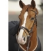 Bridle Point Sellier - Havana