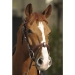 Point sellier hazelnut bridle Penelope-store
