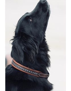 Dog Collar - Havana