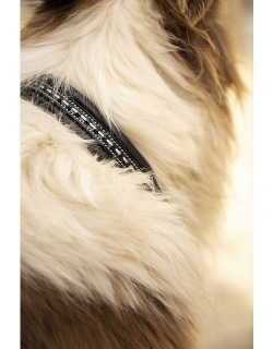 Dog Collar - Black