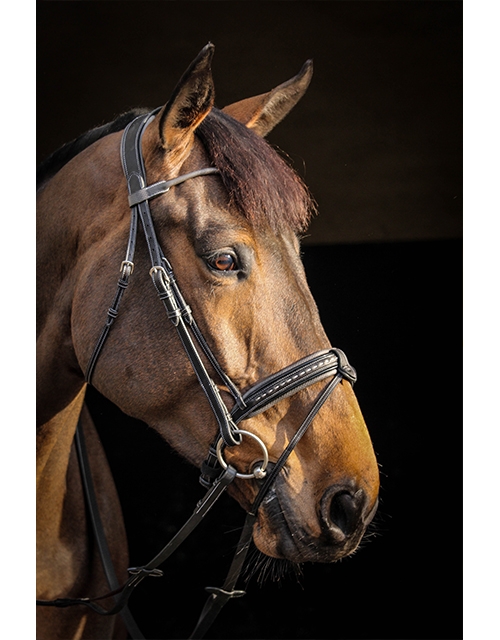 Luxe Bridle - Black & Grey
