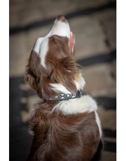 Pearl Dog Collar - Black & white