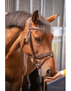 Harmonie Bridle - Havana