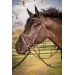 Elegance Bridle - Havana