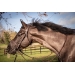 Elegance Bridle - Havana