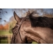 Elegance Bridle - Havana