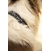 Collier pour Chien Point Sellier - Noir