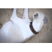 Collier pour Chien Point Sellier - Havane