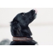 Point Sellier Dog Collar - Havana