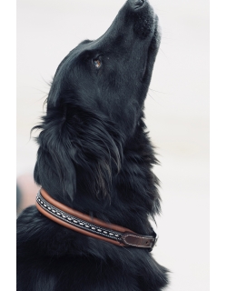 Point Sellier Dog Collar - Havana