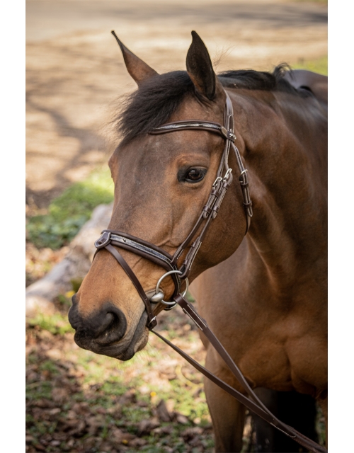Smoothie Bridle - Havana