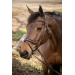 Smoothie Bridle - Havana