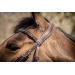 Smoothie Bridle - Havana