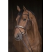 Symphonie Bridle - Havana