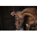 Symphonie Bridle - Havana