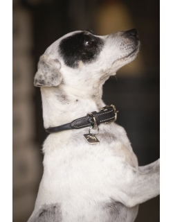 Collier pour Chien Olie - Noir