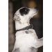 Olie Dog Collar - Black