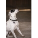 Collier pour Chien Olie - Noir