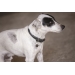 Collier pour Chien Olie - Noir