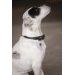 Collier pour Chien Olie - Noir