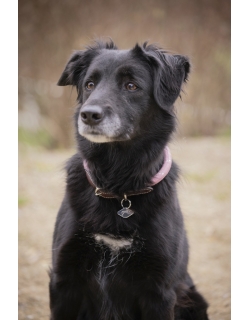 Billie Dog Collar - Pink