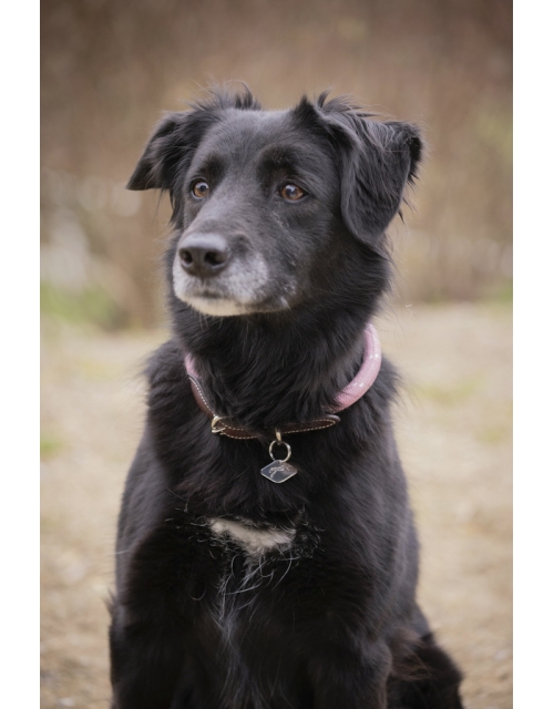 Collier pour chien Billie - Rose