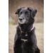 Collier pour chien Billie - Rose