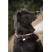 Collier pour chien Billie - Rose