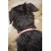 Collier pour chien Billie - Rose