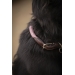 Collier pour chien Billie - Rose
