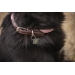 Billie Dog Collar - Pink